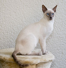 Jak niebieski kot syjamski zyskał popularność?