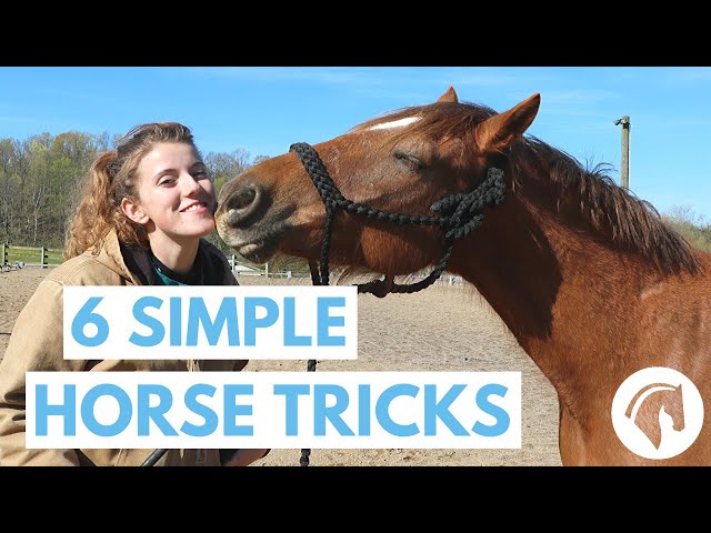 9 najlepszych sztuczek do nauczenia konia