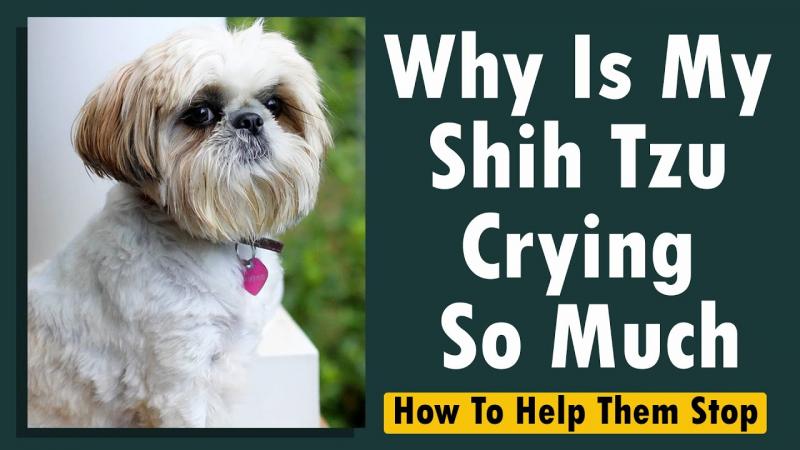 Dlaczego shih tzu płacze? 6 głównych powodów
