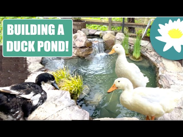 5 planów stawu dla kaczek do samodzielnego wykonania (ze zdjęciami)