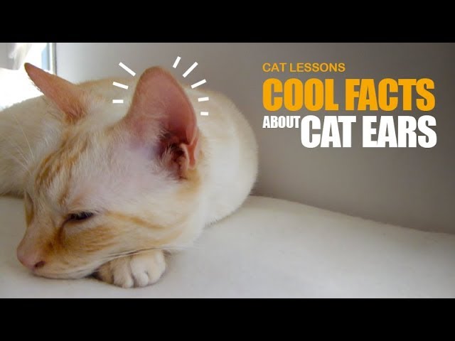 5. Uszy kotów działają jak pierścień nastroju.