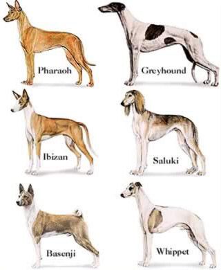 8 typów ras psów chartów (ze zdjęciami)