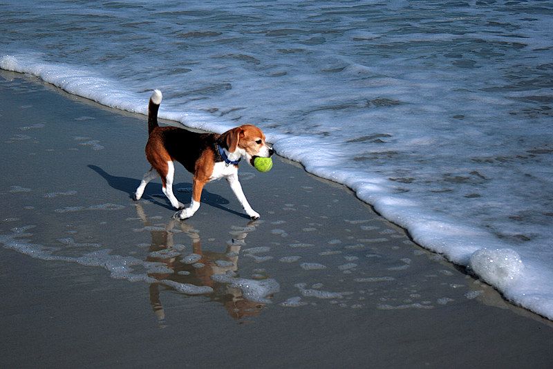 Wprowadzenie beagle do wody