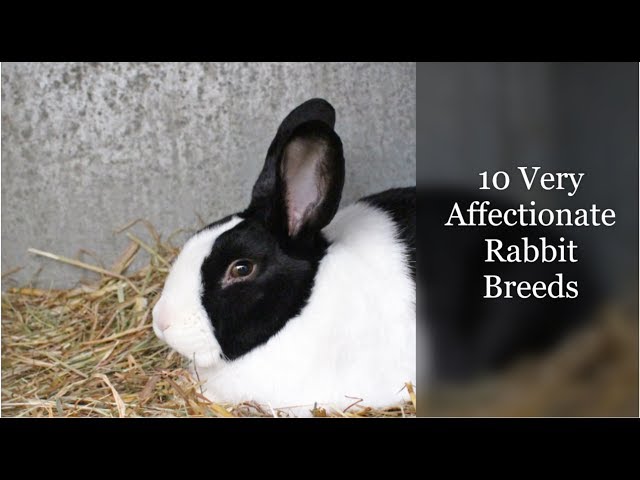 10 najbardziej czułych ras królików