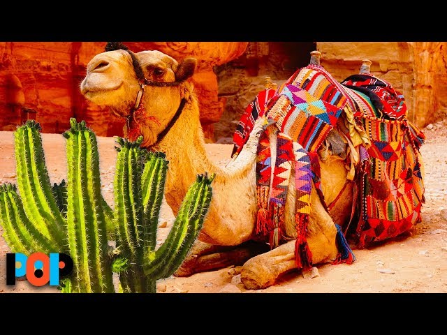 Czy wielbłądy mogą jeść kaktusy? Interesujące fakty dotyczące diety