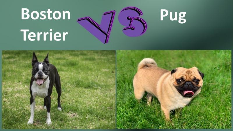 Pug vs Boston Terrier: Różnice (ze zdjęciami)