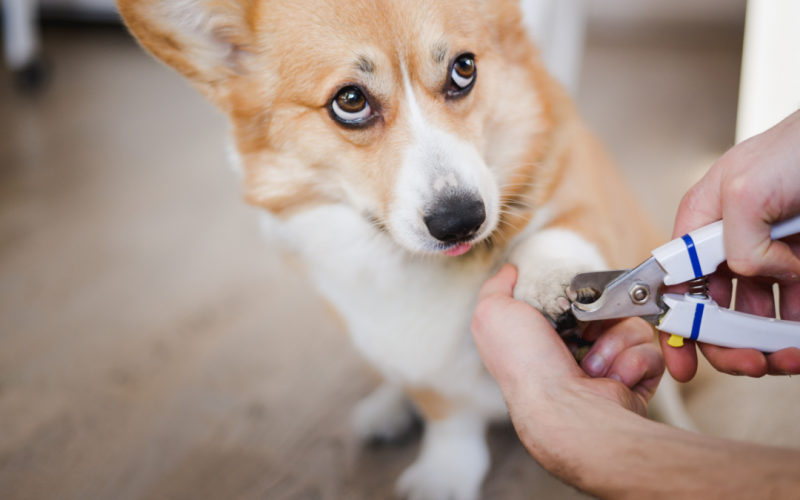 Jak często należy obcinać paznokcie u psa?