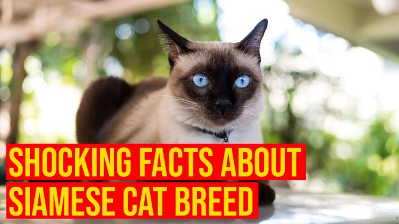 10 fascynujących faktów na temat kotów syjamskich: Wszystko, co musisz wiedzieć!