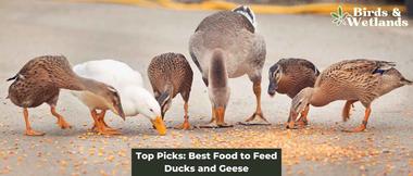 6. Purina Duck Feed Pellets