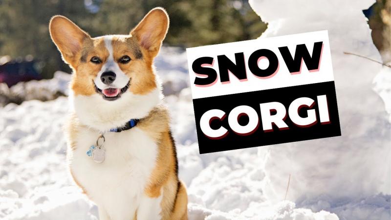 Czy Corgi lubią śnieg?