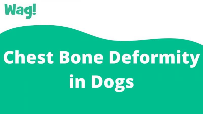 Czy mój pies może być hodowany, jeśli ma deformację kości klatki piersiowej?