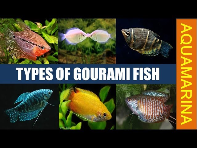 9. Gourami z wężową skórą