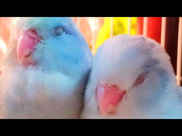 9 dźwięków wydawanych przez papugi i ich znaczenie (z dźwiękiem)