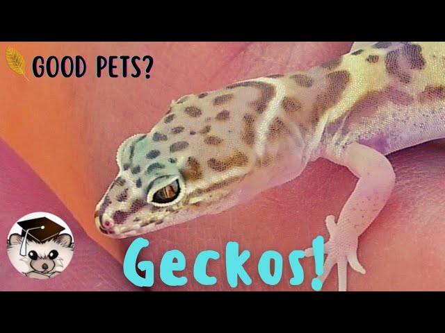 43 zaskakujące fakty o gekonach, które warto znać
