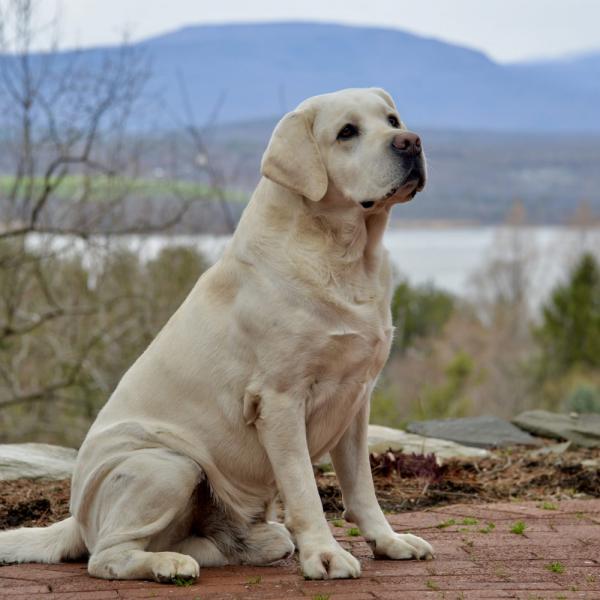 3. Happy Lab Kennels