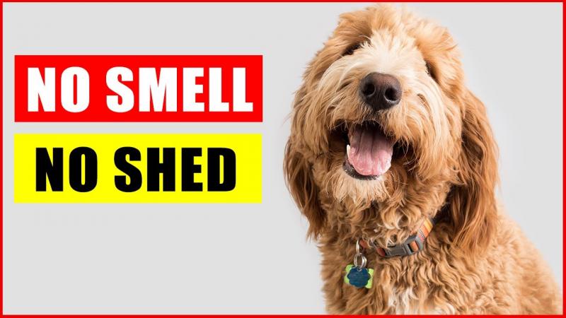 12 ras psów, które nie mają nieprzyjemnego zapachu (ze zdjęciami)