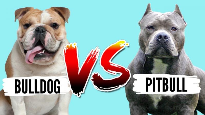 Buldog amerykański vs Pitbull: Główne różnice (ze zdjęciami)