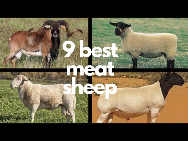 8 najlepszych ras owiec na mięso: informacje o rasach i zdjęcia