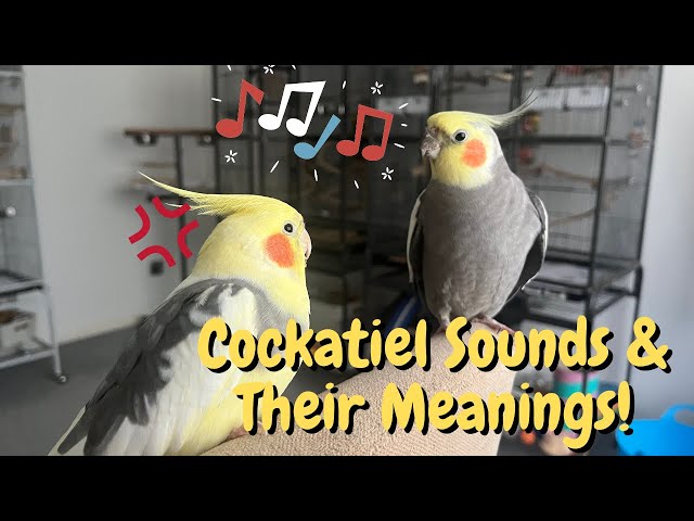 7 dźwięków wydawanych przez kakadu i ich znaczenie