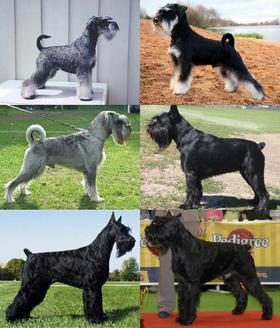 280px-schnauzer_size_montage-7951626-2311185