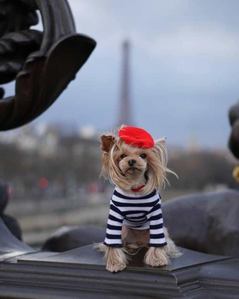 15 najpopularniejszych psów we Francji w
