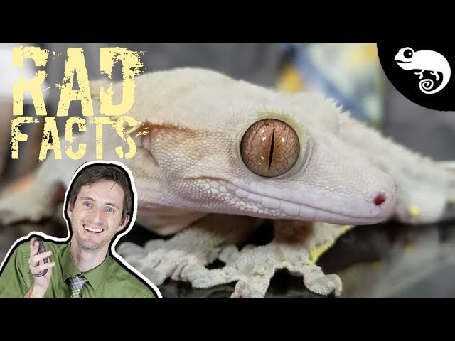 23 fascynujące i zabawne fakty o gekonie czubatym, o których nigdy nie wiedziałeś