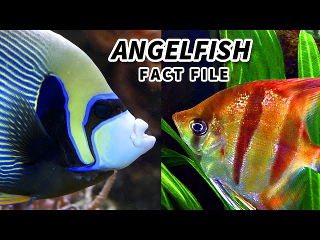 9. Angelfish mają wiele różnych odmian kolorystycznych