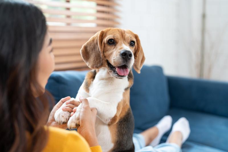 5 powodów, dla których uszy psa śmierdzą