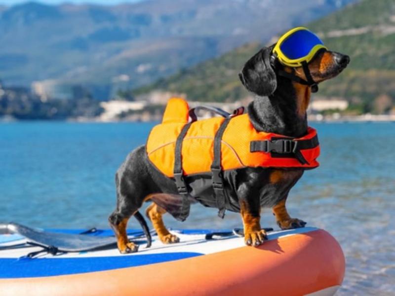 Jaki typ psa odnosi największe korzyści z noszenia kamizelki ratunkowej?