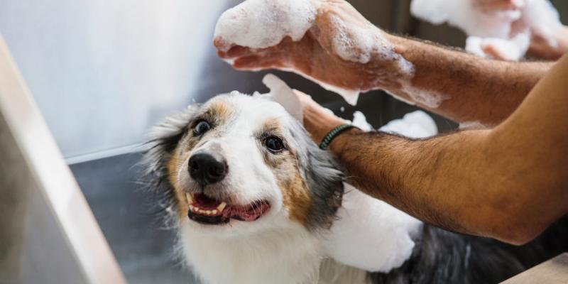 11 najlepszych szamponów dla husky w 2024 roku: Recenzje i najlepsze propozycje