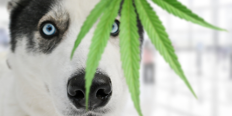 Czy psy mogą umrzeć od marihuany?