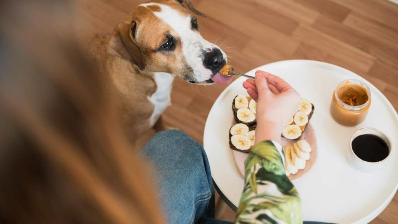 Czym jest alergia na masło orzechowe u psów?