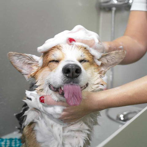 3 wskazówki, które pomogą psu polubić kąpiele