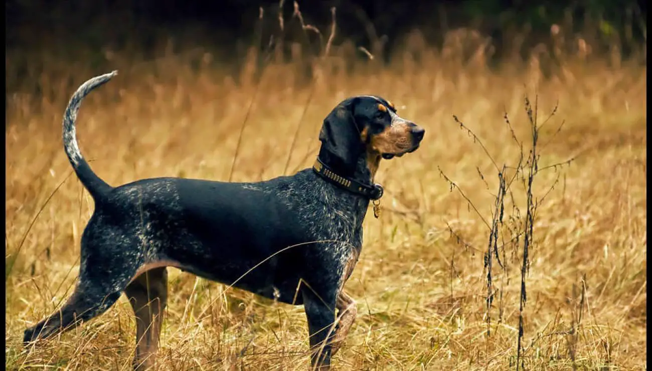 Temperament i inteligencja rasy Bluetick Coonhound