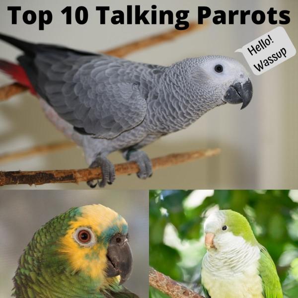 10 najlepszych gatunków gadających ptaków domowych