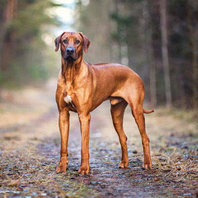 10 najlepszych karm dla Rhodesian Ridgeback w 2024 roku - recenzje i najlepsze propozycje