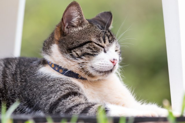 Kot amerykański szorstkowłosy: informacje o rasie, zdjęcia, temperament i cechy
