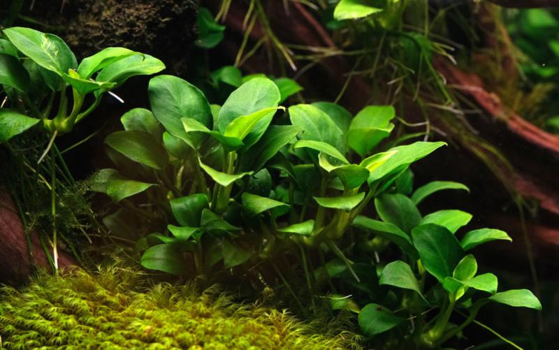 10 najlepszych niskotechnologicznych roślin akwariowych