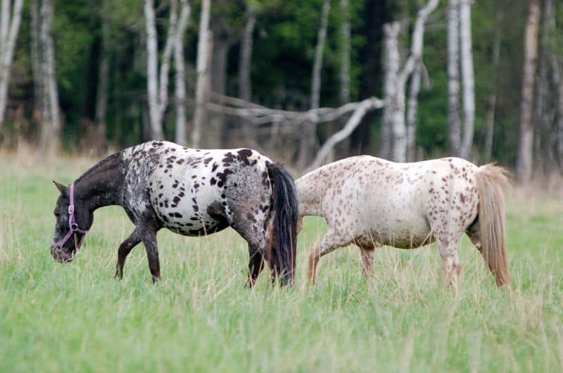 1. Appaloosa