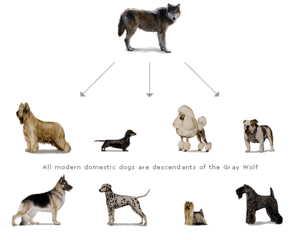 Kiedy i w jaki sposób psy zostały udomowione? Historia i pochodzenie