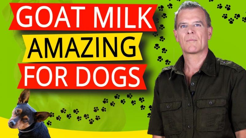 Zalety koziego mleka dla psów: 5 niesamowitych korzyści zdrowotnych