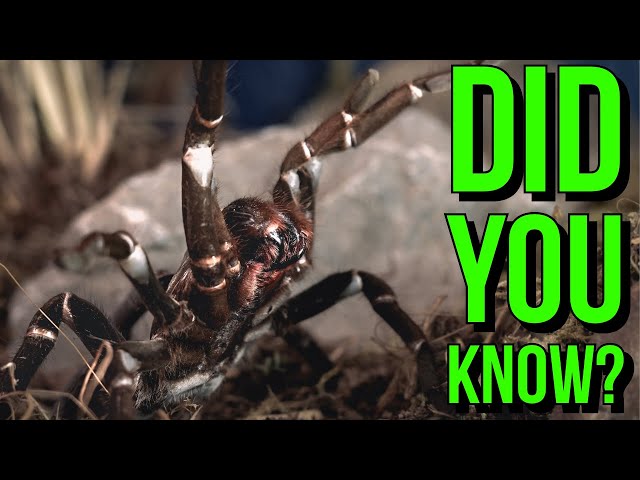9. Tarantule mogą umrzeć od zwykłego upadku.