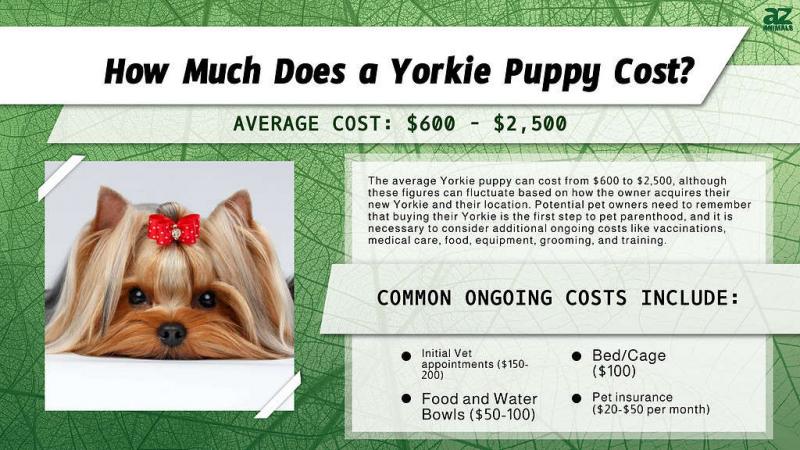 Ile kosztuje Yorkshire Terrier? (Przewodnik cenowy 2024)