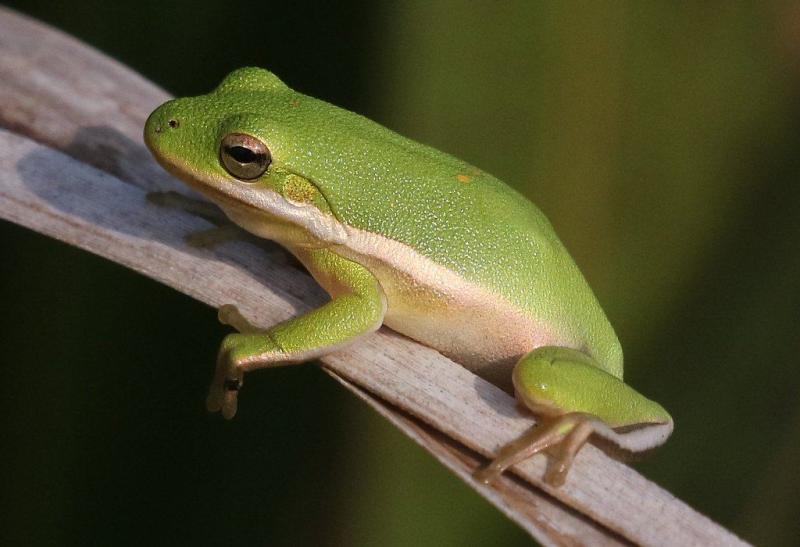 Jak dbać o amerykańskie żaby zielone?