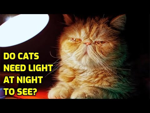 Czy powinienem zostawiać włączone światło dla mojego kota w nocy? Fakty i często zadawane pytania 
