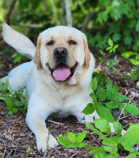 Labrador Retriever Puppies For Sale in South Carolina: 2024 Breeders List