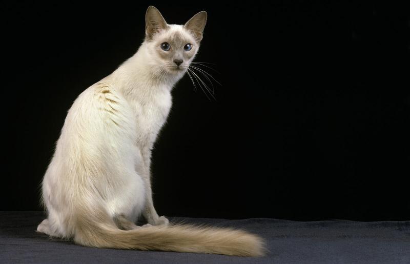Kot jawajski (kot długowłosy Colorpoint): Informacje o rasie, osobowość i pielęgnacja
