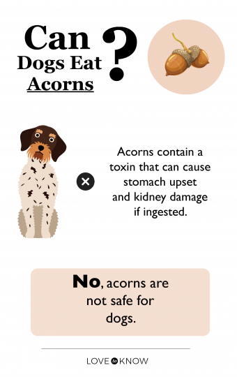 Zagrożenia zdrowotne związane z jedzeniem żołędzi przez psy
