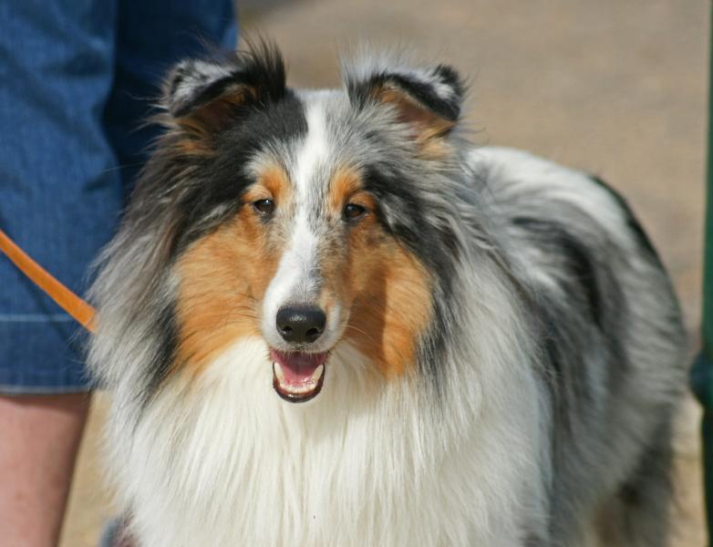 Blue Merle Sheltie: Zdjęcia, fakty i historia