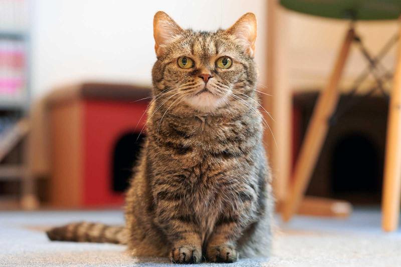 Charakterystyka kota syberyjskiego munchkin